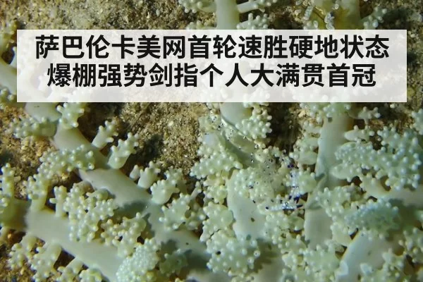 萨巴伦卡美网首轮速胜硬地状态爆棚强势剑指个人大满贯首冠